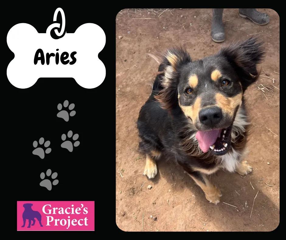 An adult large-sized male Black German Shepherd Dog dog named Aries for adoption in Canyon, TX
