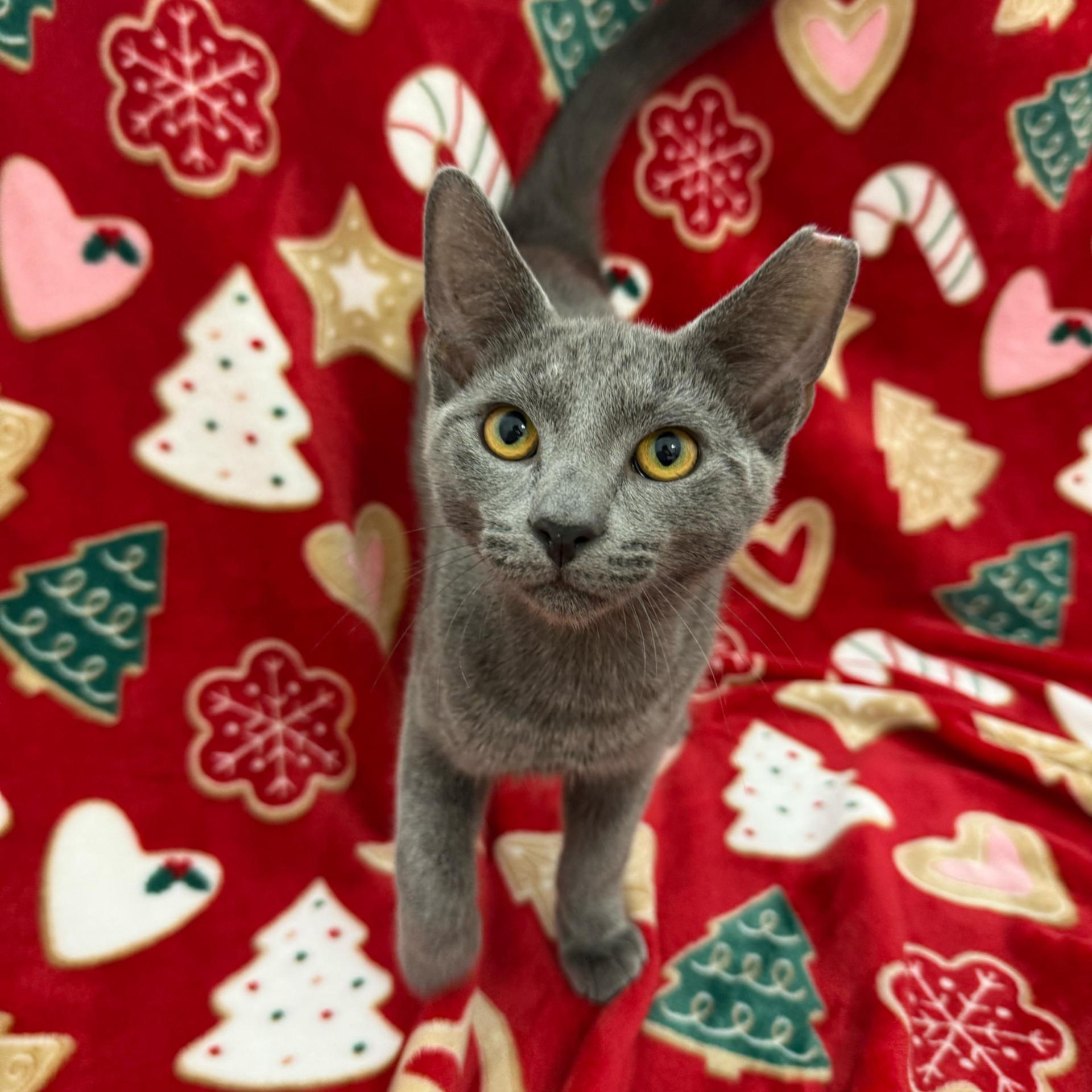 A baby large-sized male Gray / Blue / Silver Domestic Short Hair cat named Tinsel for adoption in Miami, FL