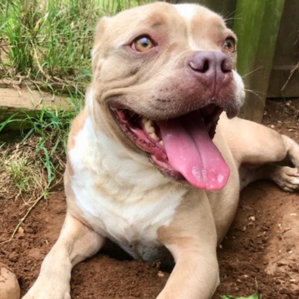 An adult medium-sized female Yellow / Tan / Blond / Fawn Pit Bull Terrier dog named Jenny Lou for adoption in Seguin, TX