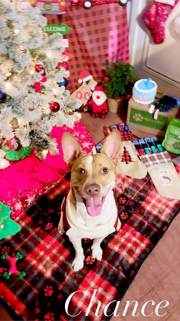 Chance “texas Red Heeler”