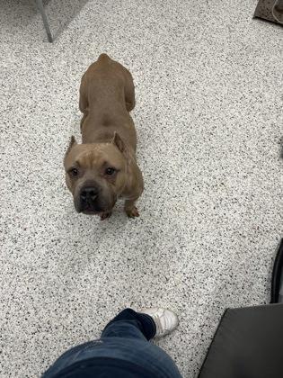 An adult medium-sized female Pit Bull Terrier dog named Esme for adoption in Atlanta, GA