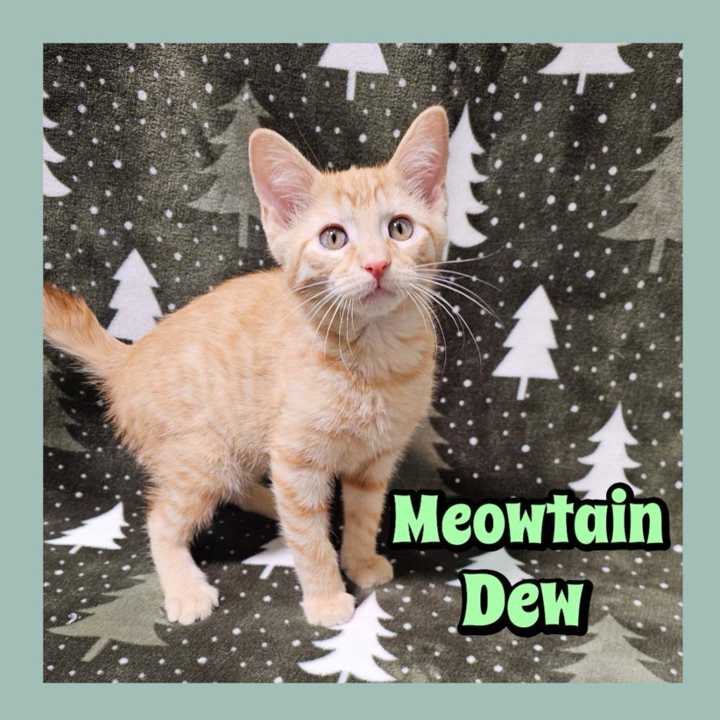 Meowtain Dew photo 1