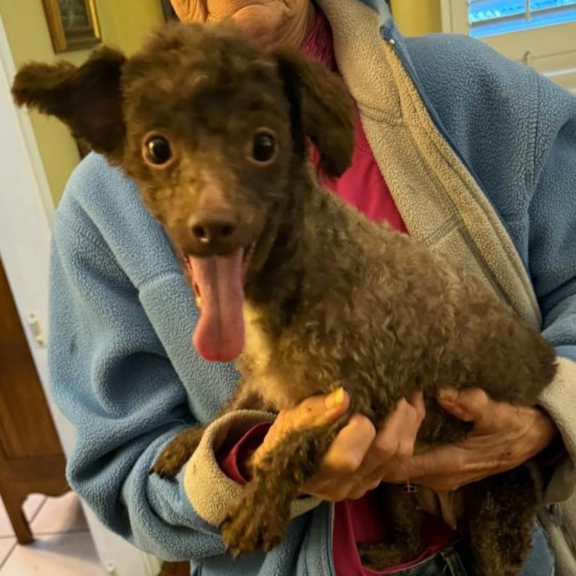 An adult small-sized female Brown / Chocolate Poodle dog named Siliva for adoption in Alexandria, VA