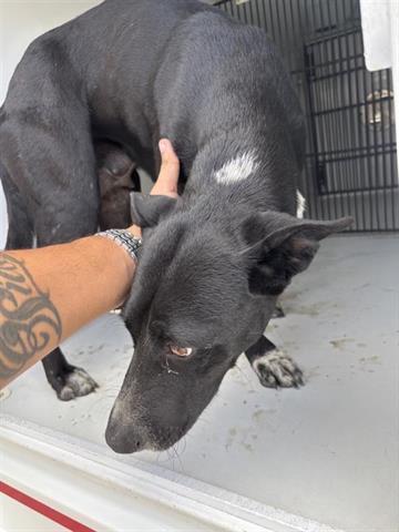A young large-sized female Labrador Retriever dog named Kema for adoption in Houston, TX