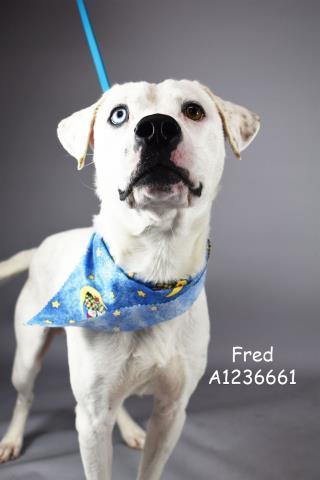 Fred Urgent! Longtime