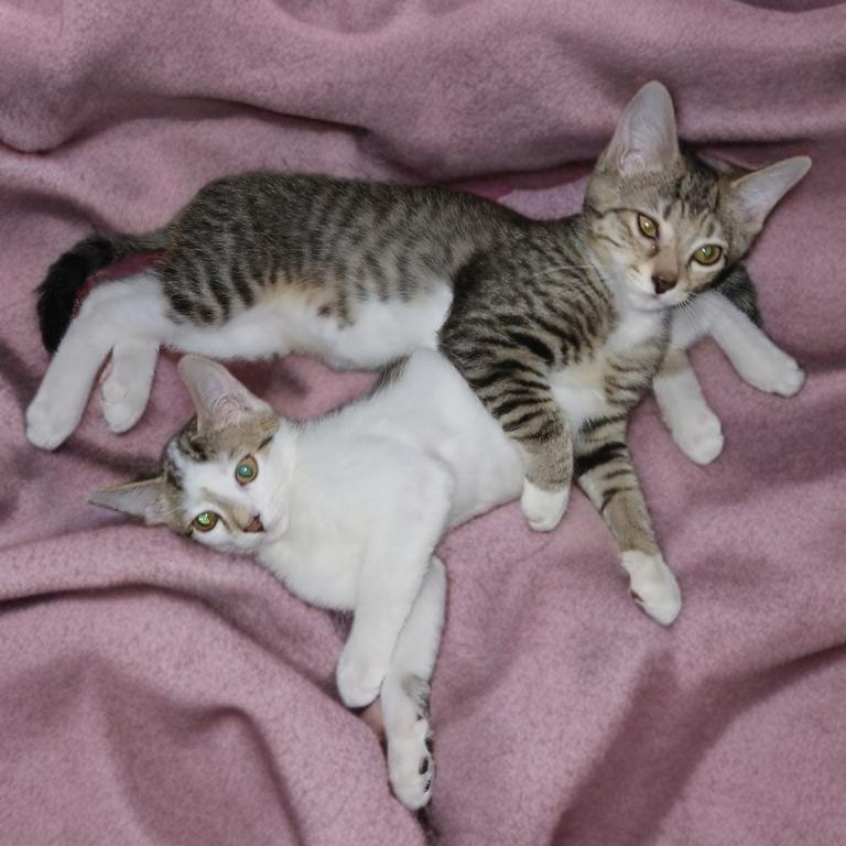 A baby small-sized male White Domestic Short Hair cat named Franklin And Frazier for adoption in Miami, FL