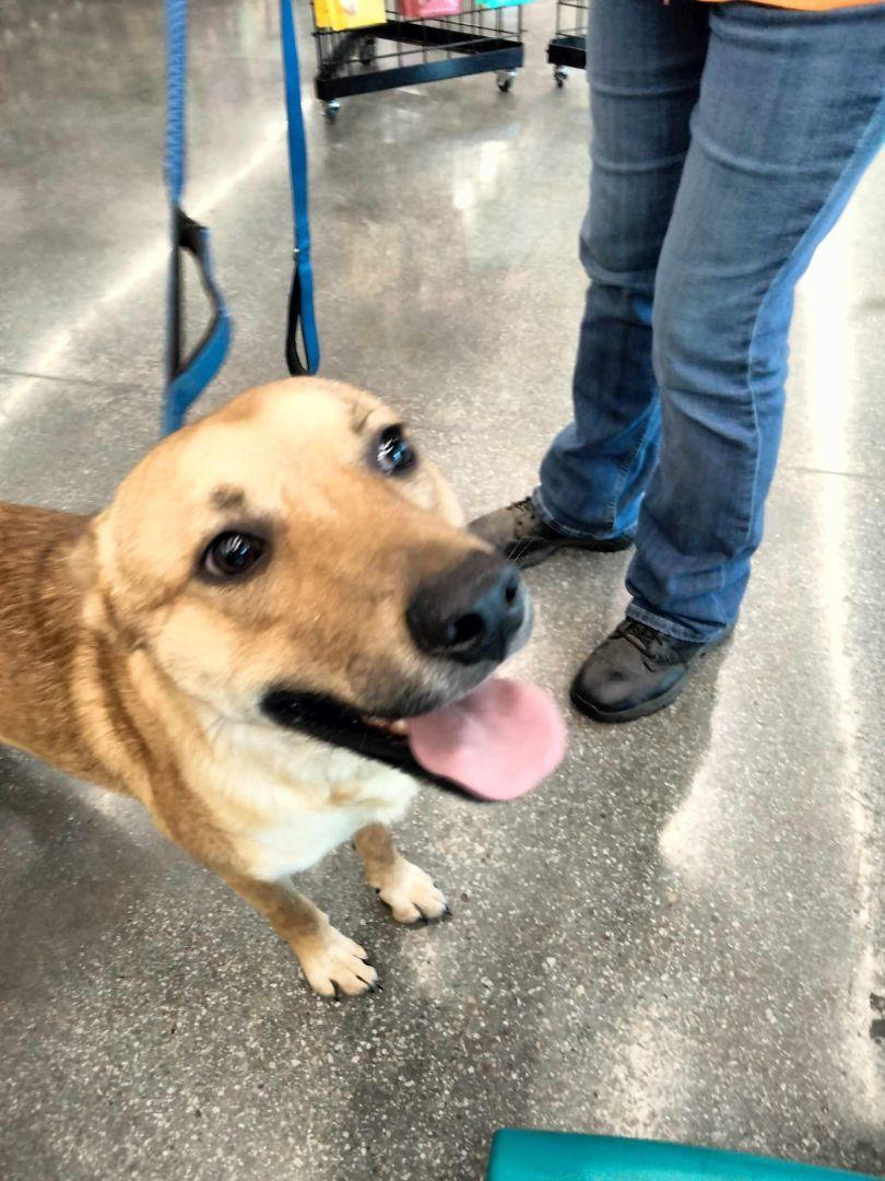 A young medium-sized male Yellow / Tan / Blond / Fawn Hound dog named Bubba for adoption in Joshua, TX