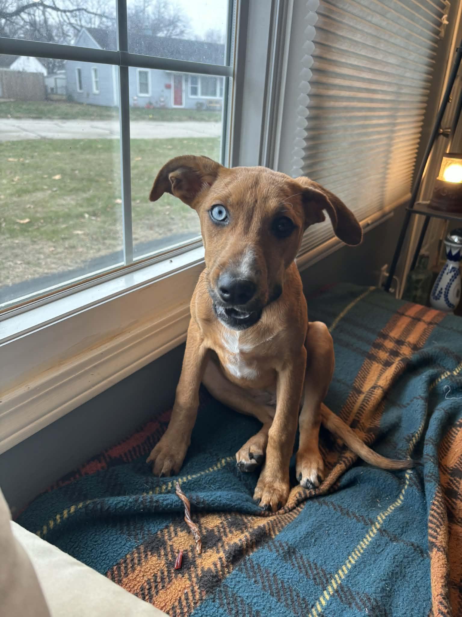 Pepper