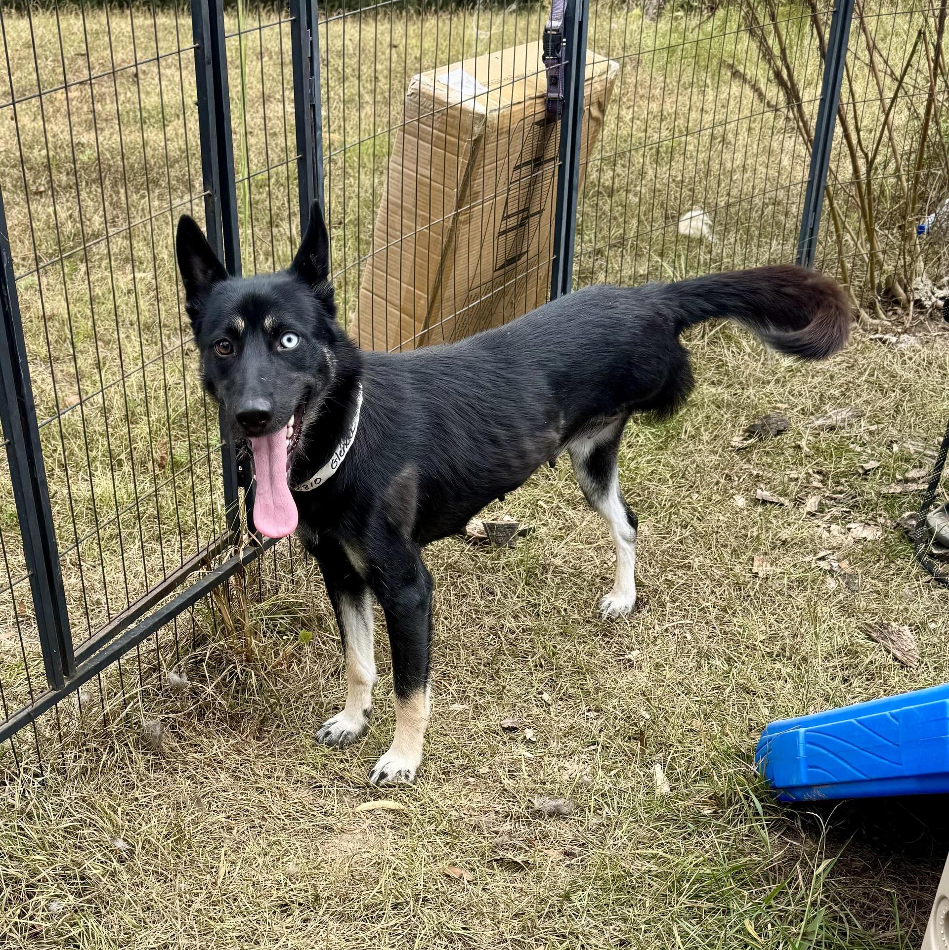 An adult medium-sized female Siberian Husky dog named Nyx for adoption in Fosters, AL