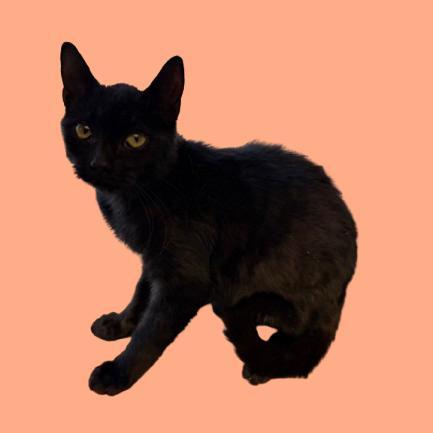 A young small-sized female Black Domestic Short Hair cat named Roly Poly for adoption in Tuscaloosa, AL