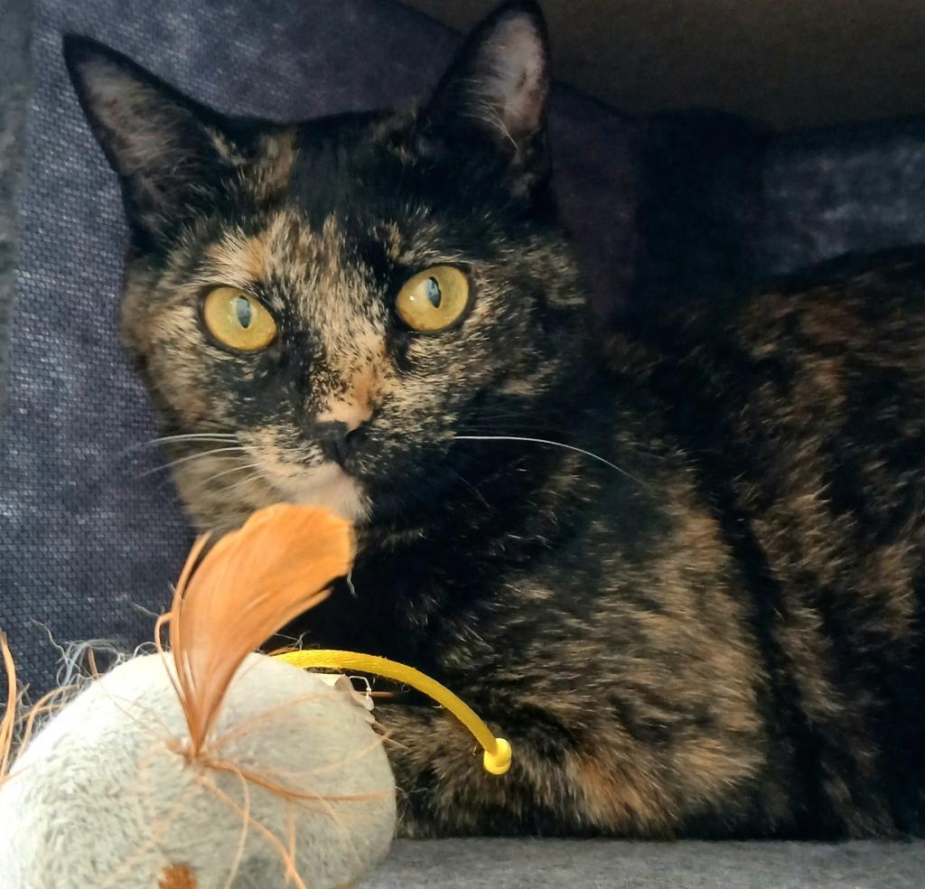 Chilli Pepper photo 1