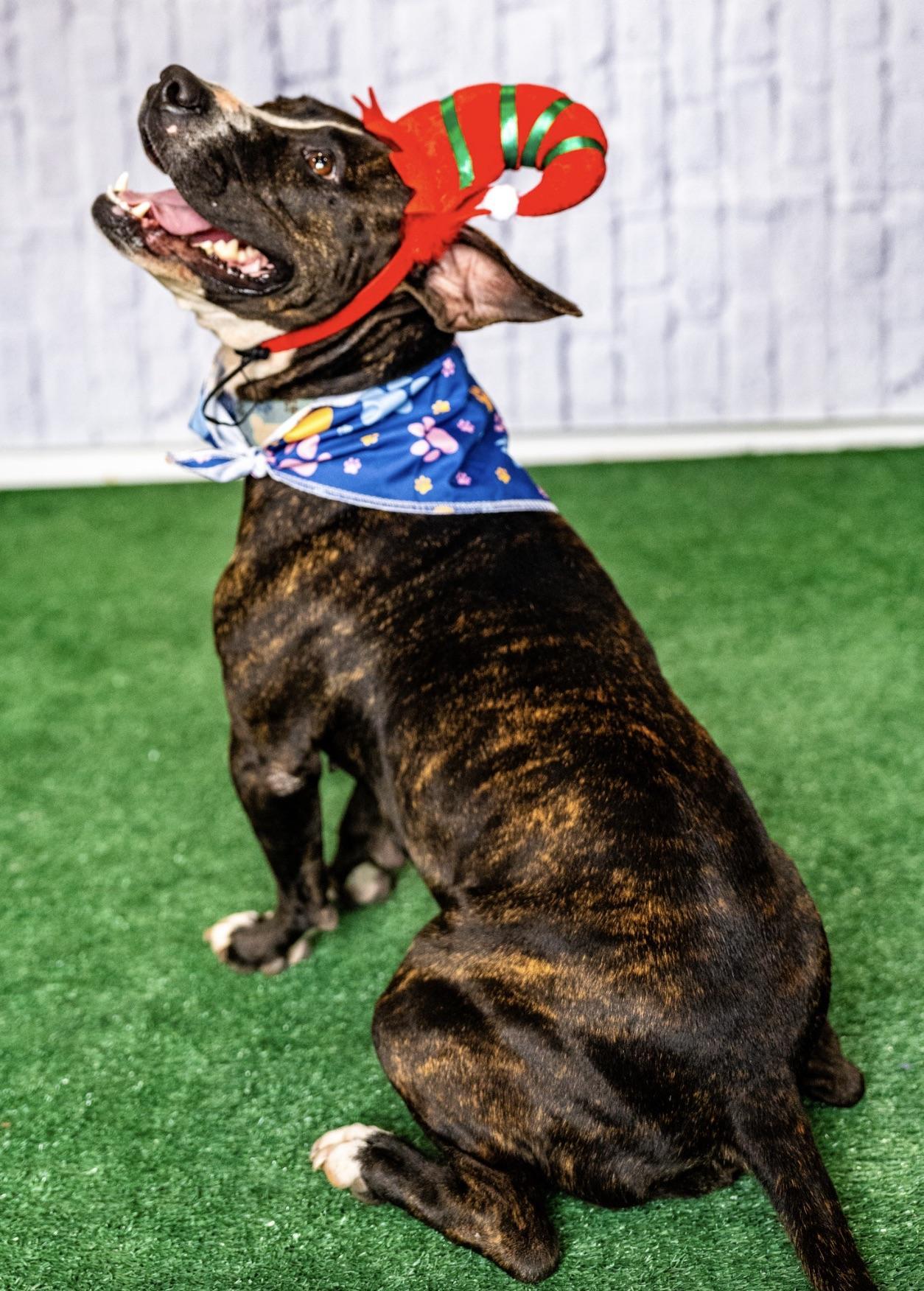 A young medium-sized female Brindle Pit Bull Terrier dog named Cookie for adoption in Allen, TX