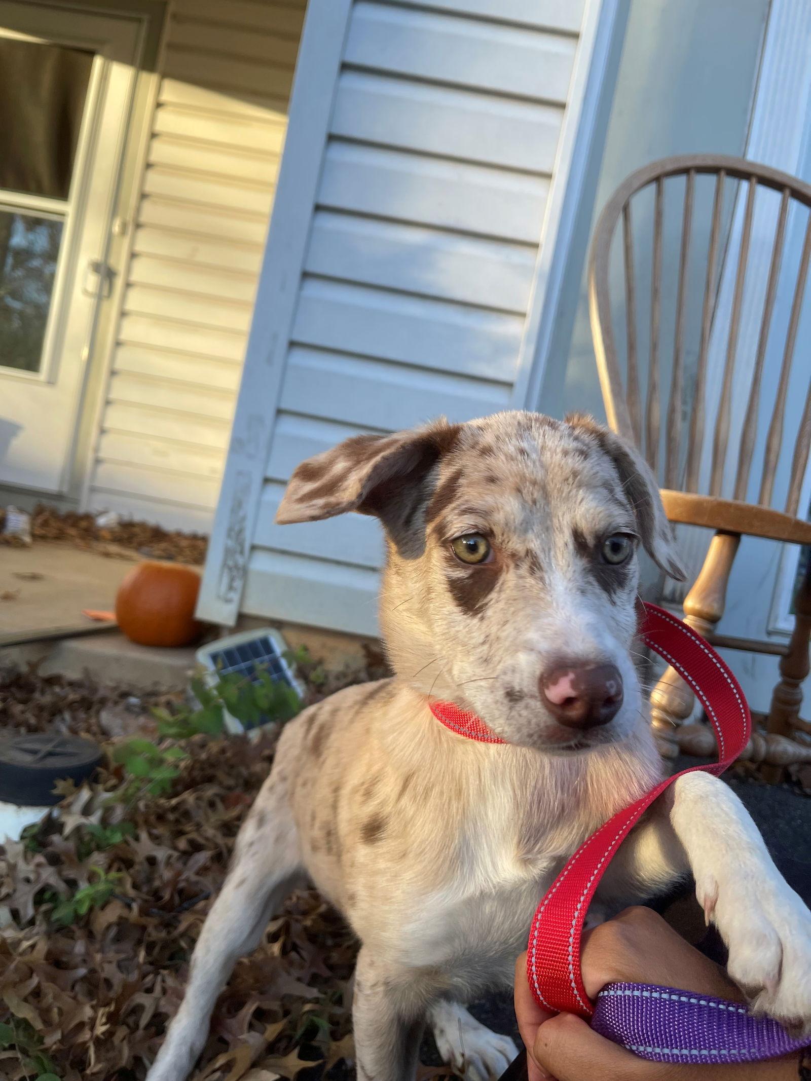 Cookie Dough photo 1