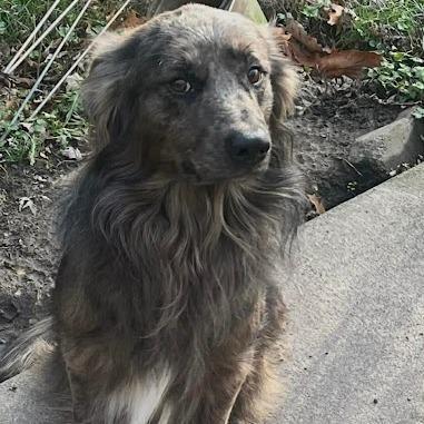 An adult medium-sized male Gray / Blue / Silver Australian Shepherd dog named Slate for adoption in Alexandria, VA