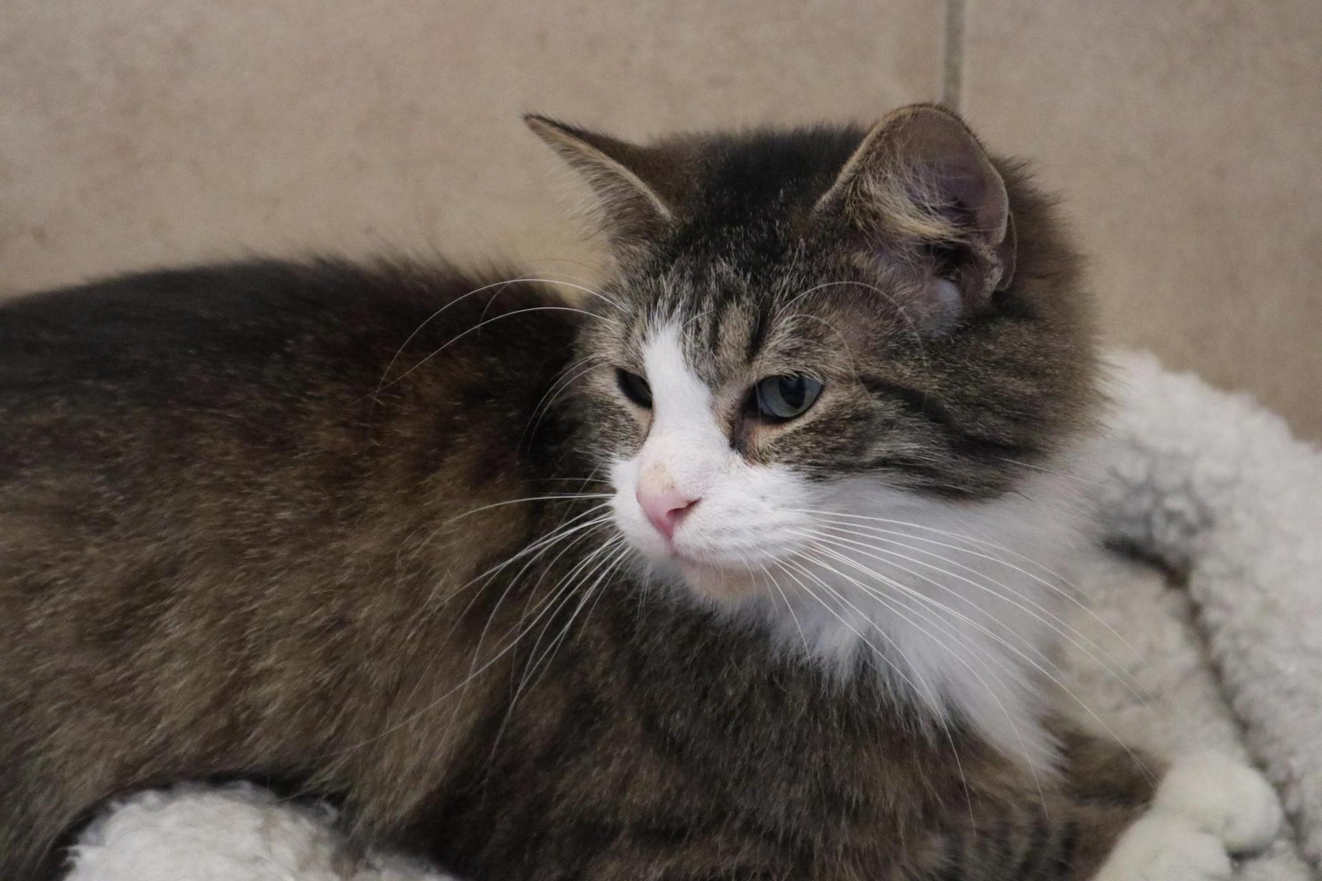 A young medium-sized male Tabby (Gray / Blue / Silver) Domestic Short Hair cat named Tansy for adoption in Rossville, TN