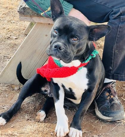 A young medium-sized female French Bulldog dog named Sammie $ for adoption in Seneca, SC