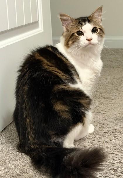 Cherokee `a Priority photo 1