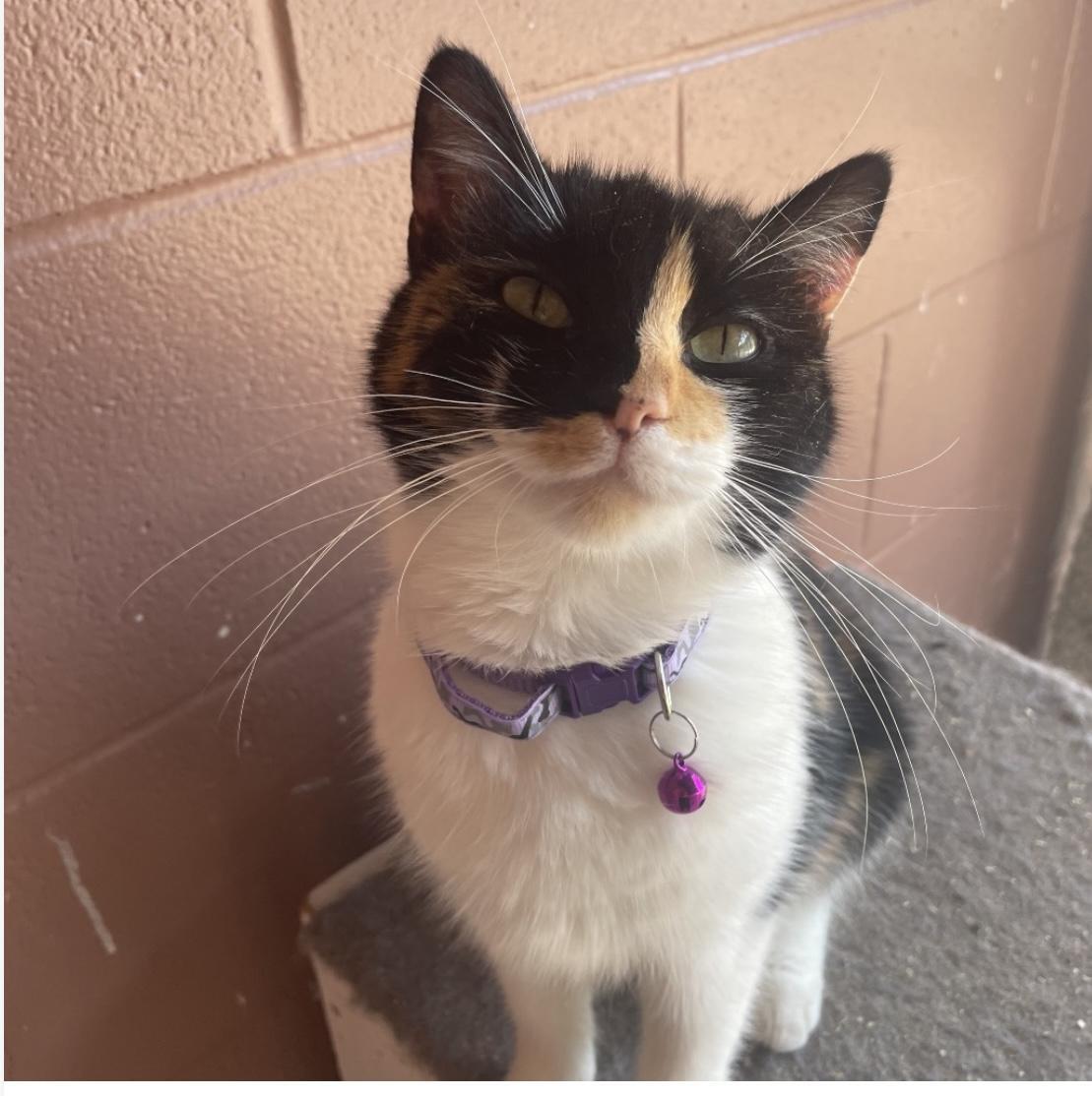 A young medium-sized female Calico Domestic Medium Hair cat named Boo Gerda for adoption in angleton, TX