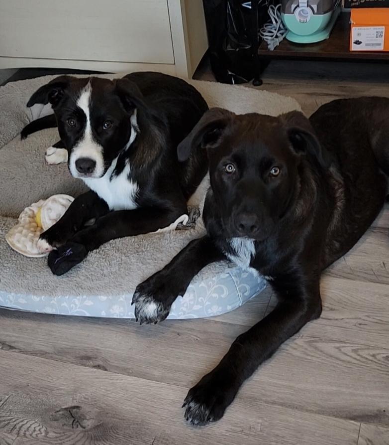 A baby medium-sized male Black Great Pyrenees dog named Timmy for adoption in Pflugerville, TX