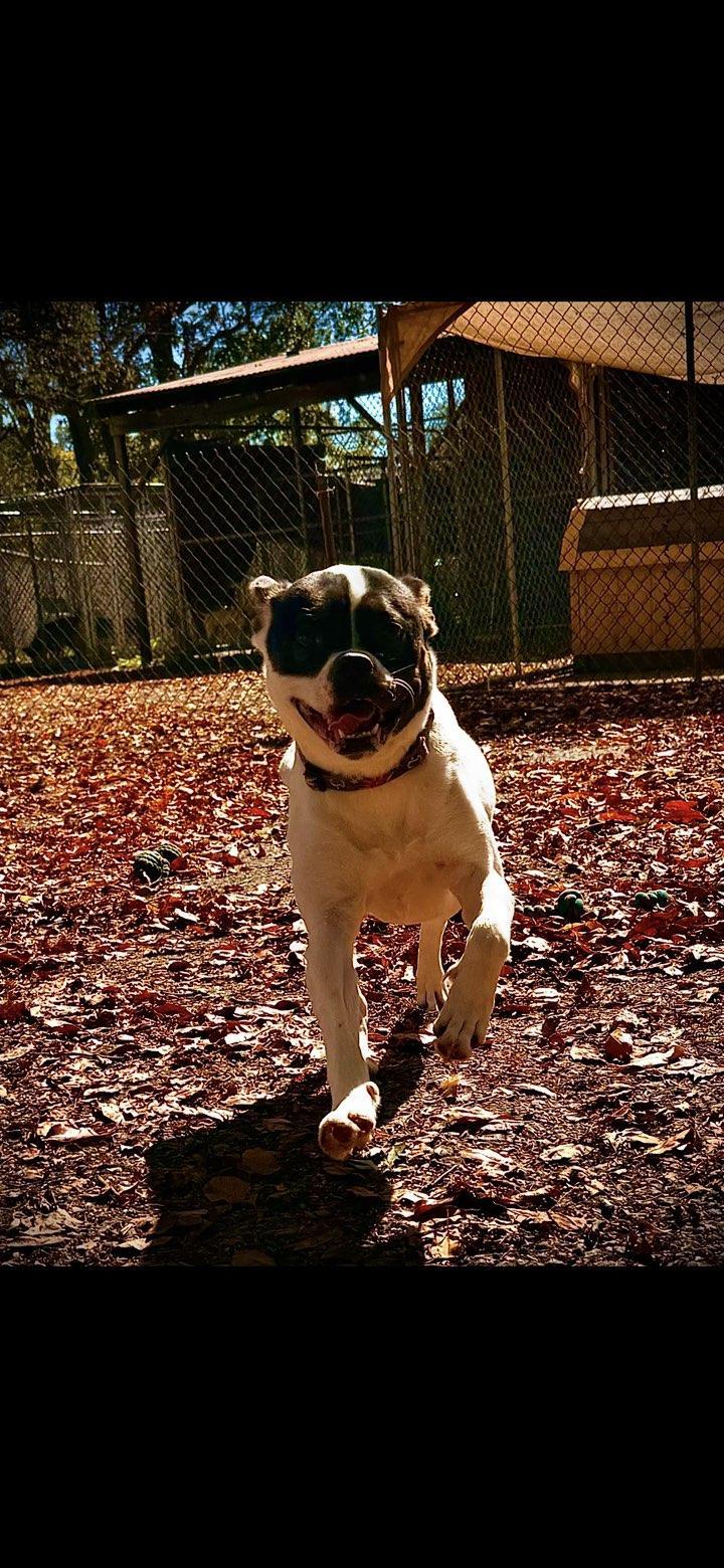 A young medium-sized female Boxer dog named Demi for adoption in Hermitage, PA
