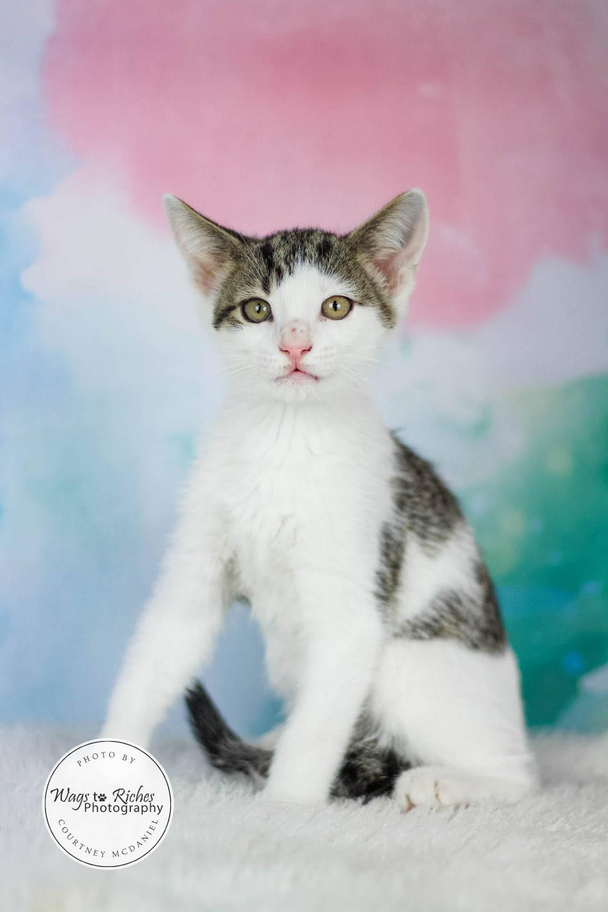 A young medium-sized male White Domestic Short Hair cat named Moe for adoption in Tuscaloosa, AL