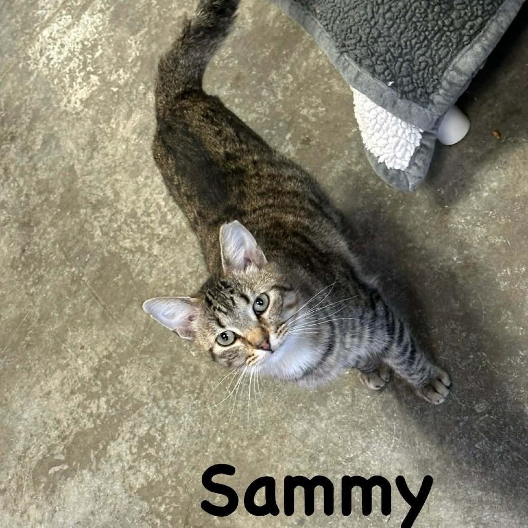 Sammy