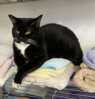 An adult large-sized female Domestic Short Hair cat named Dorothy for adoption in Cincinnati, OH