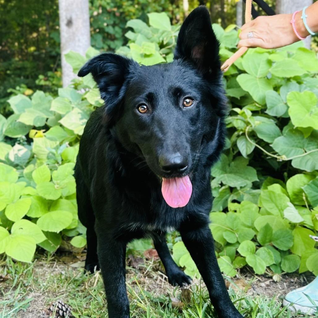 A young medium-sized female Black Mixed Breed dog named Onyx for adoption in Alexandria, VA