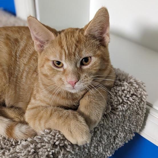 Nivellen Aka "niblet"