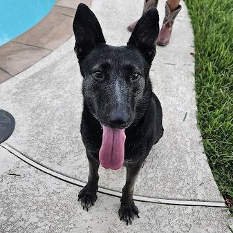 An adult medium-sized female Black German Shepherd Dog dog named Cleopatra for adoption in Webster, TX