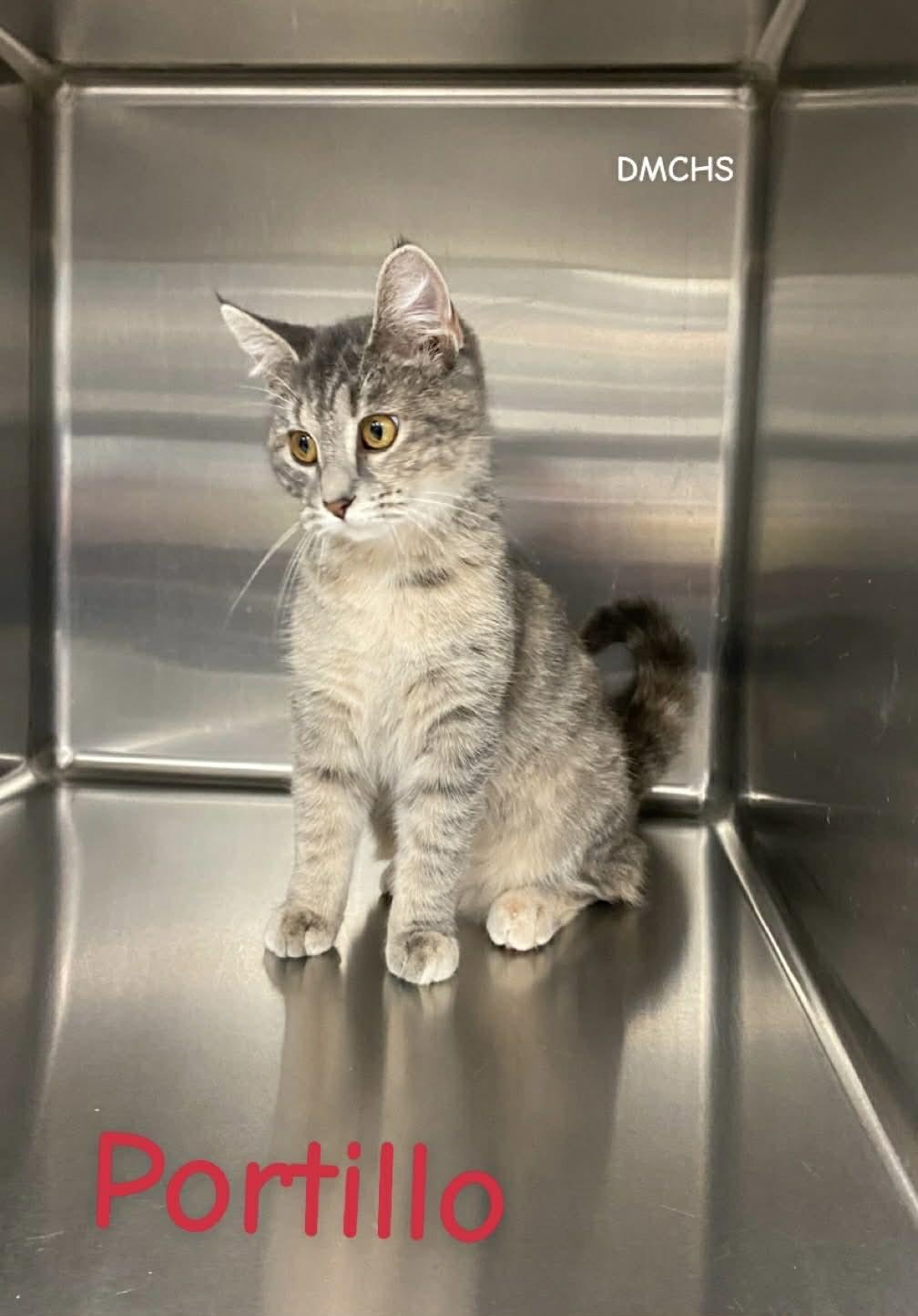 A young medium-sized female Dilute Tortoiseshell Domestic Short Hair cat named Portillo for adoption in Burlington, IA