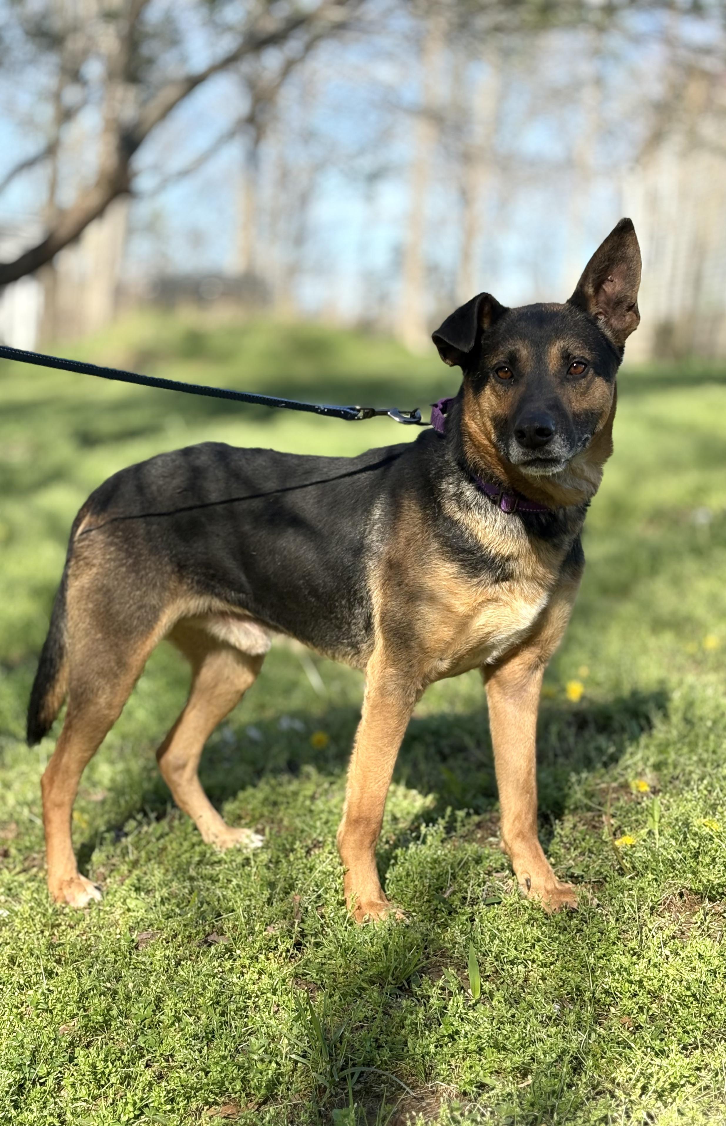 Roman Transport photo 1