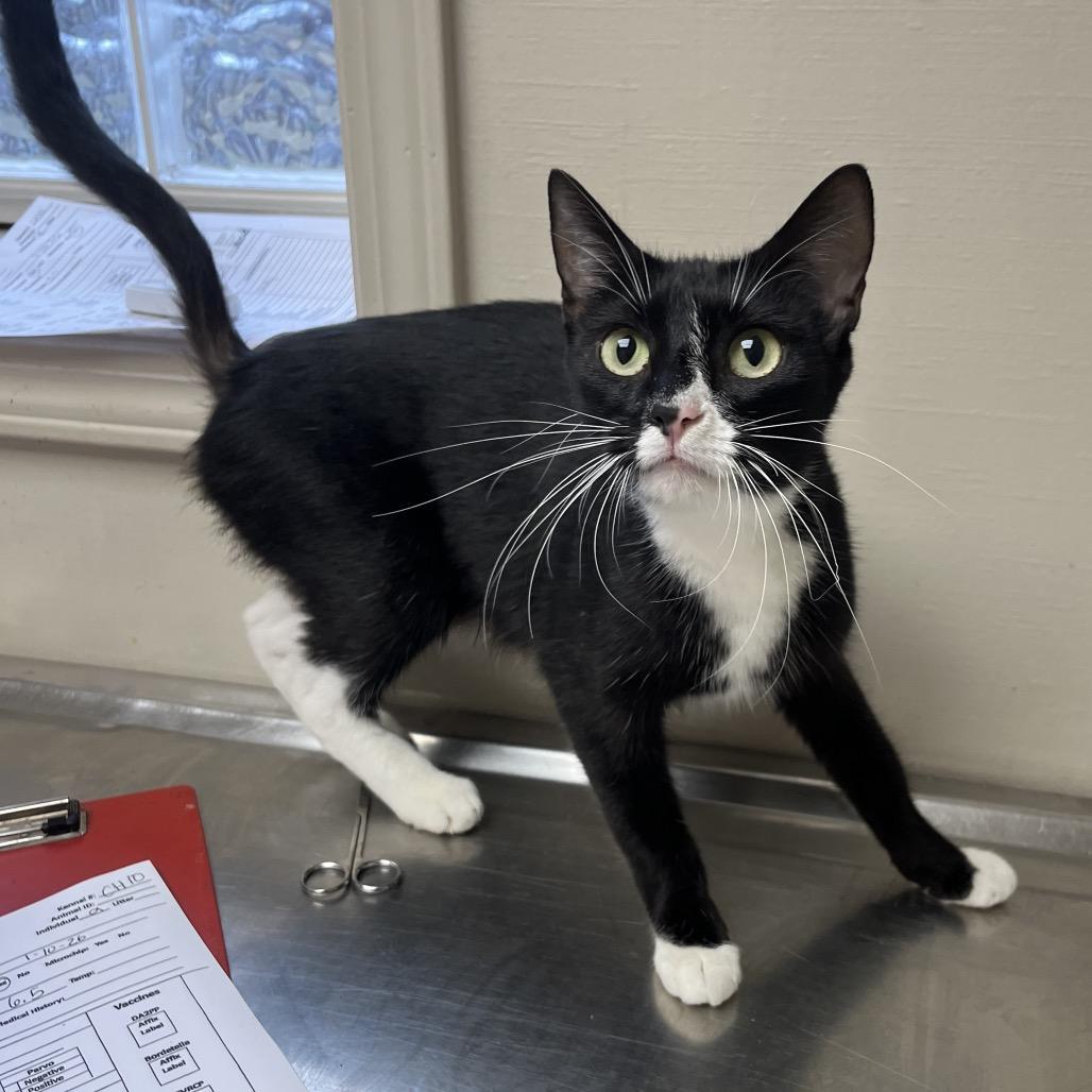 An adult medium-sized female Black Domestic Short Hair cat named Luz for adoption in Tuscaloosa, AL