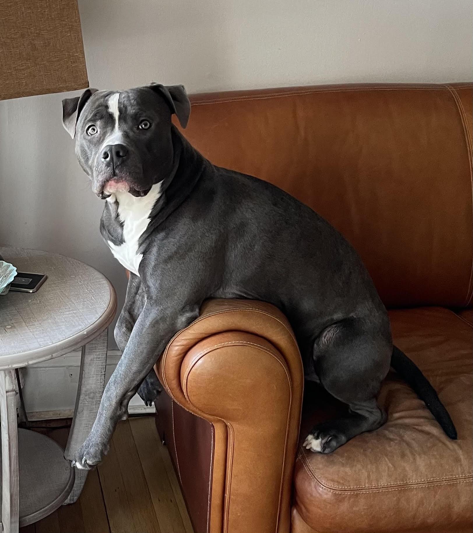 An adult large-sized male Gray / Blue / Silver Pit Bull Terrier dog named Smokey for adoption in New York, NY