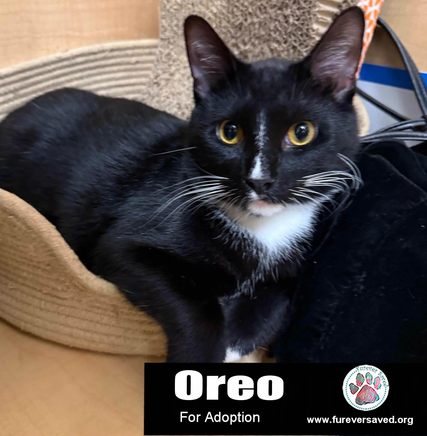 A young medium-sized male Black & White / Tuxedo Domestic Short Hair cat named Oreo for adoption in Miami, FL