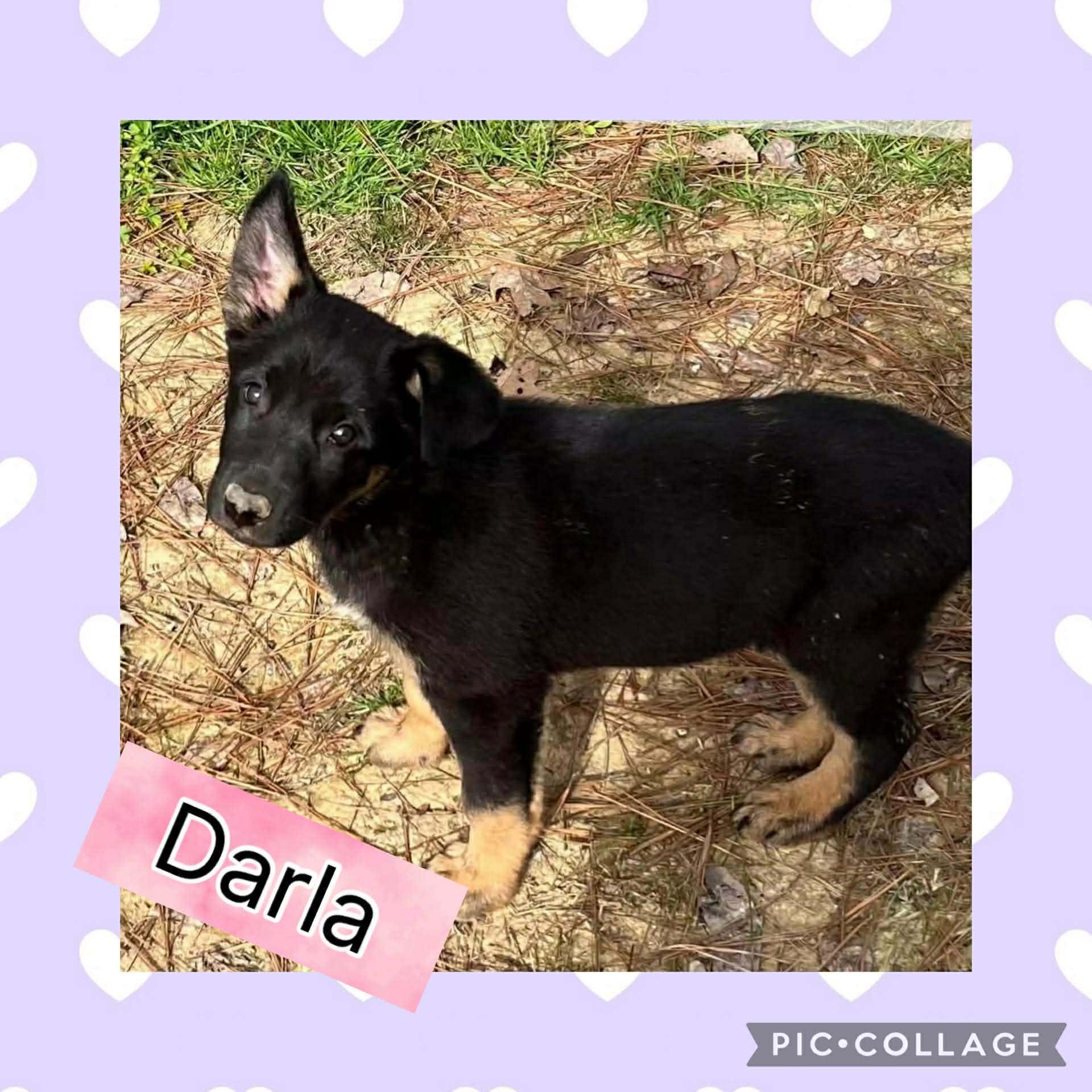 Darla