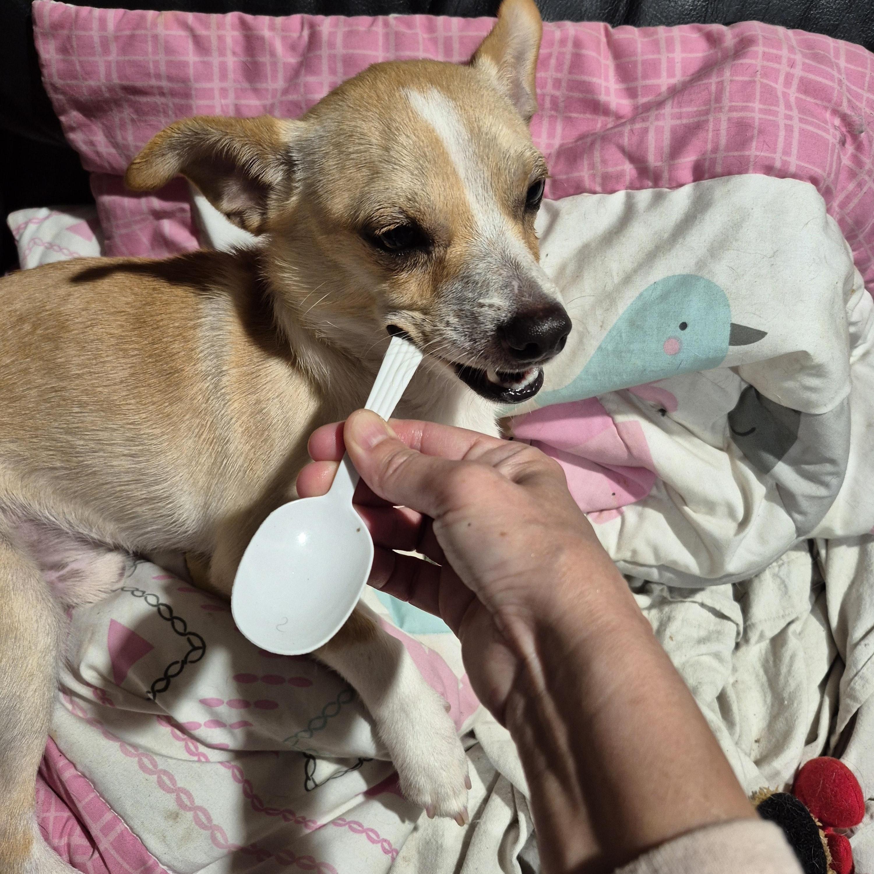 Big Cheery George Chiweenie