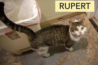 Rupert