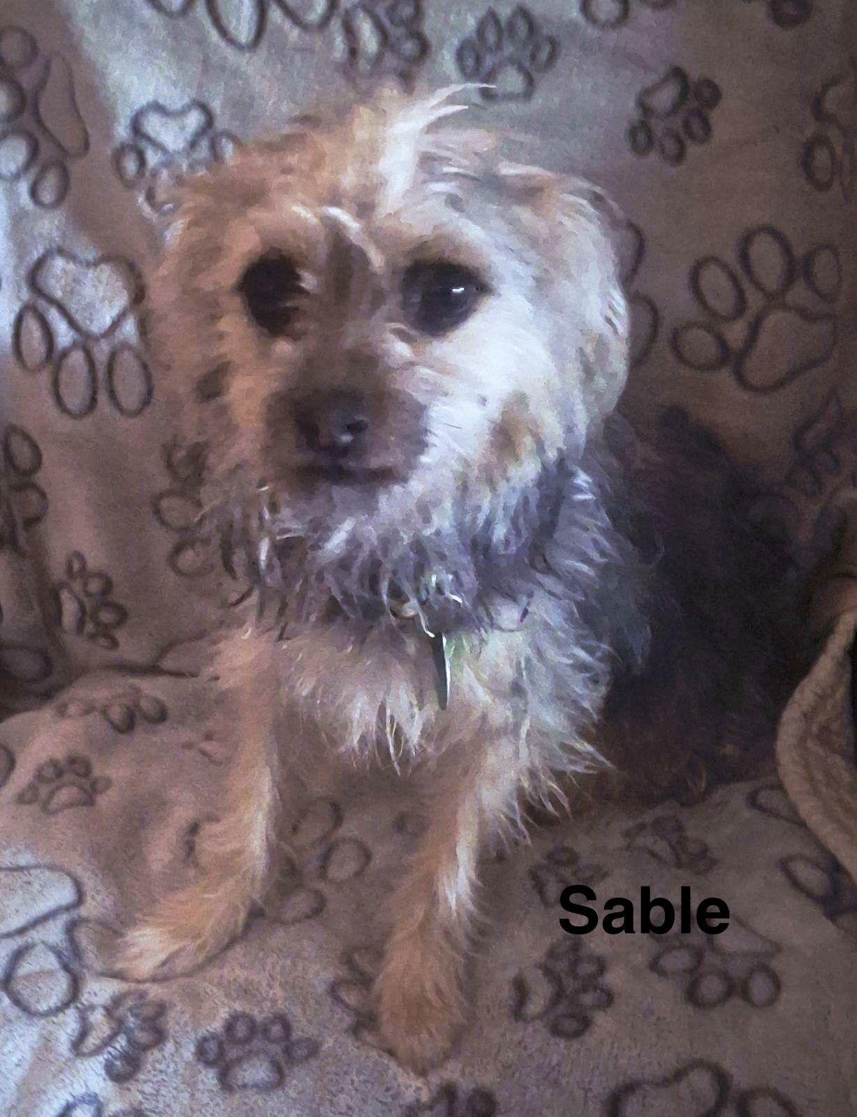 Sable