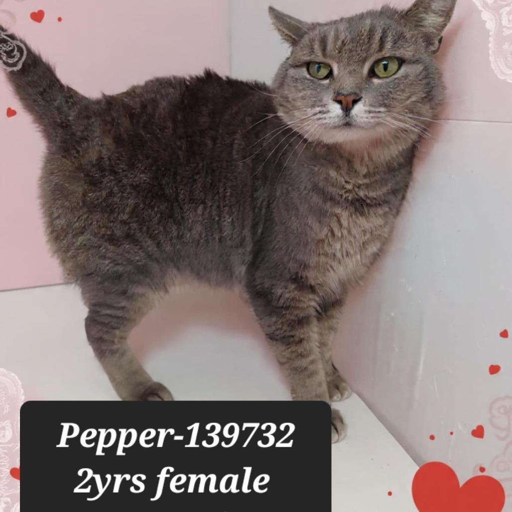Pepper