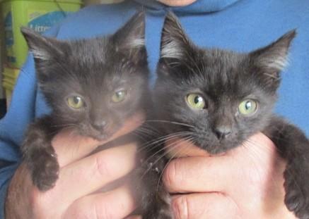 Hickory & Almond Bonded