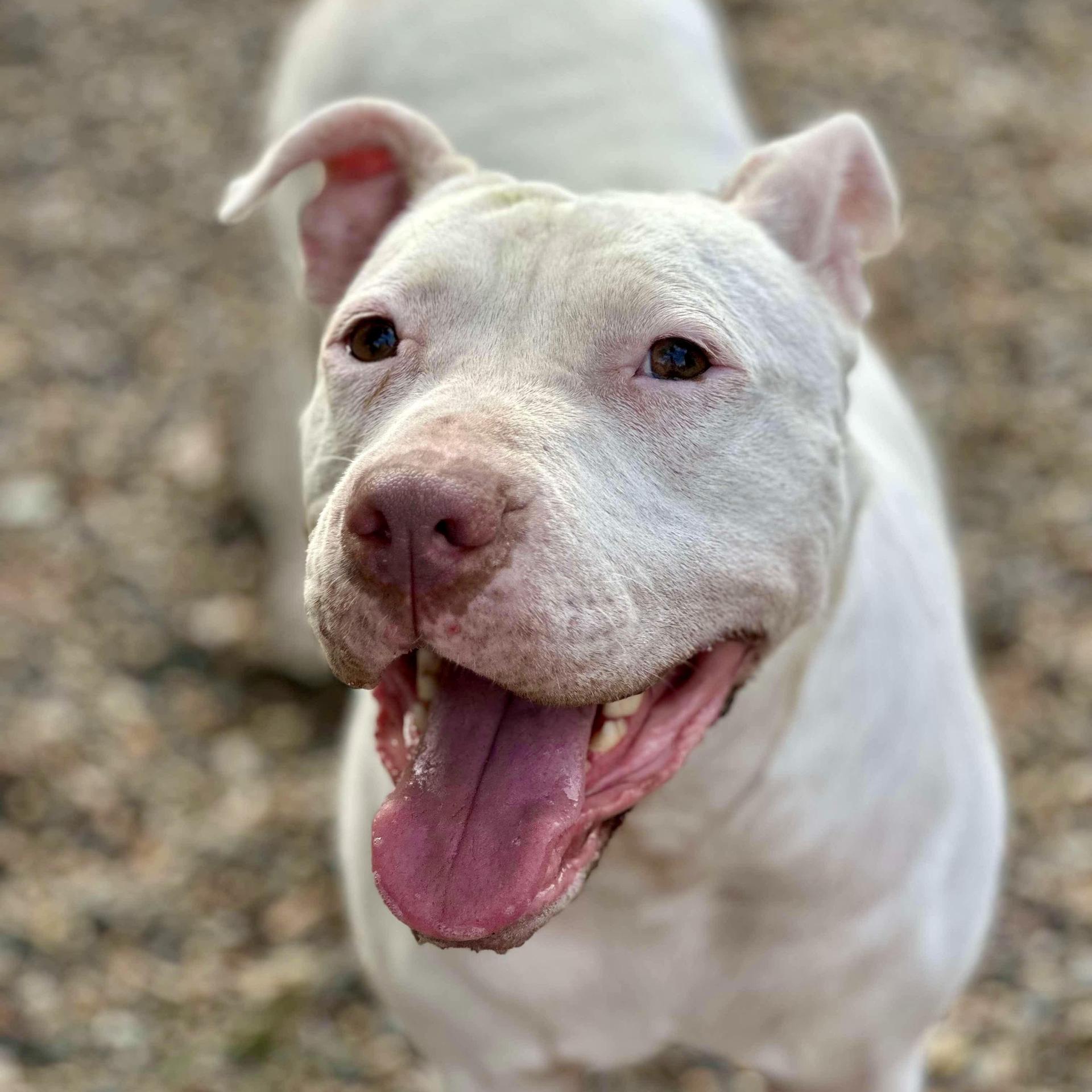 An adult medium-sized female White / Cream Pit Bull Terrier dog named Gemma for adoption in Warren, RI