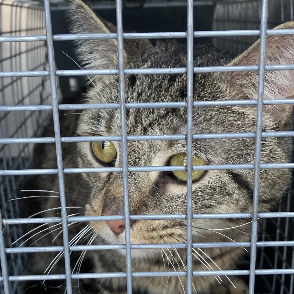 Cupid Cornelius Cornwall Ii