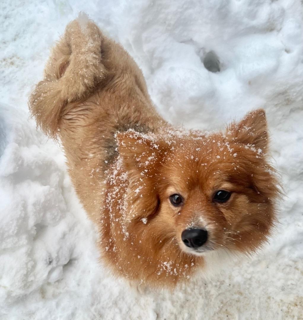Teddy