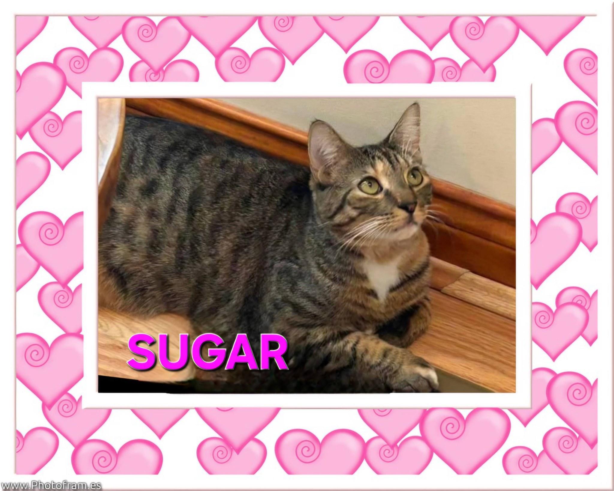 Sugar Sweet Tabico