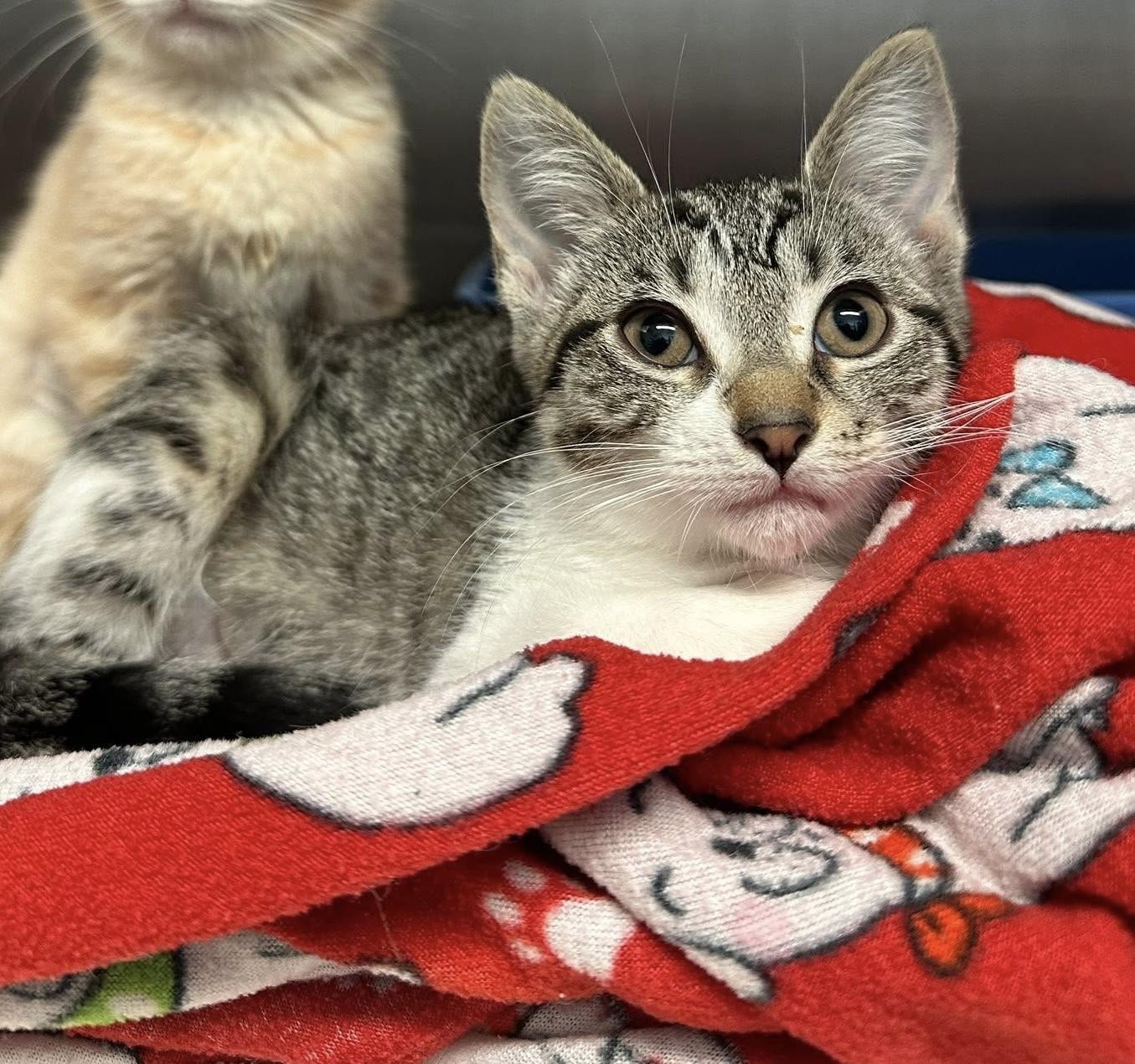 A young small-sized female Domestic Short Hair cat named Pepper for adoption in Grand Rapids, MI