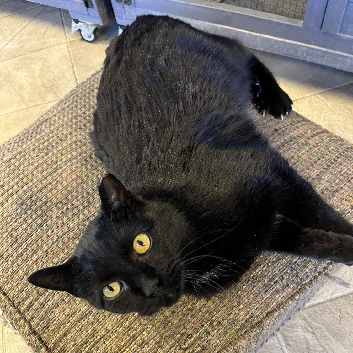 An adult large-sized male Black Domestic Short Hair cat named Magic for adoption in Laramie, WY