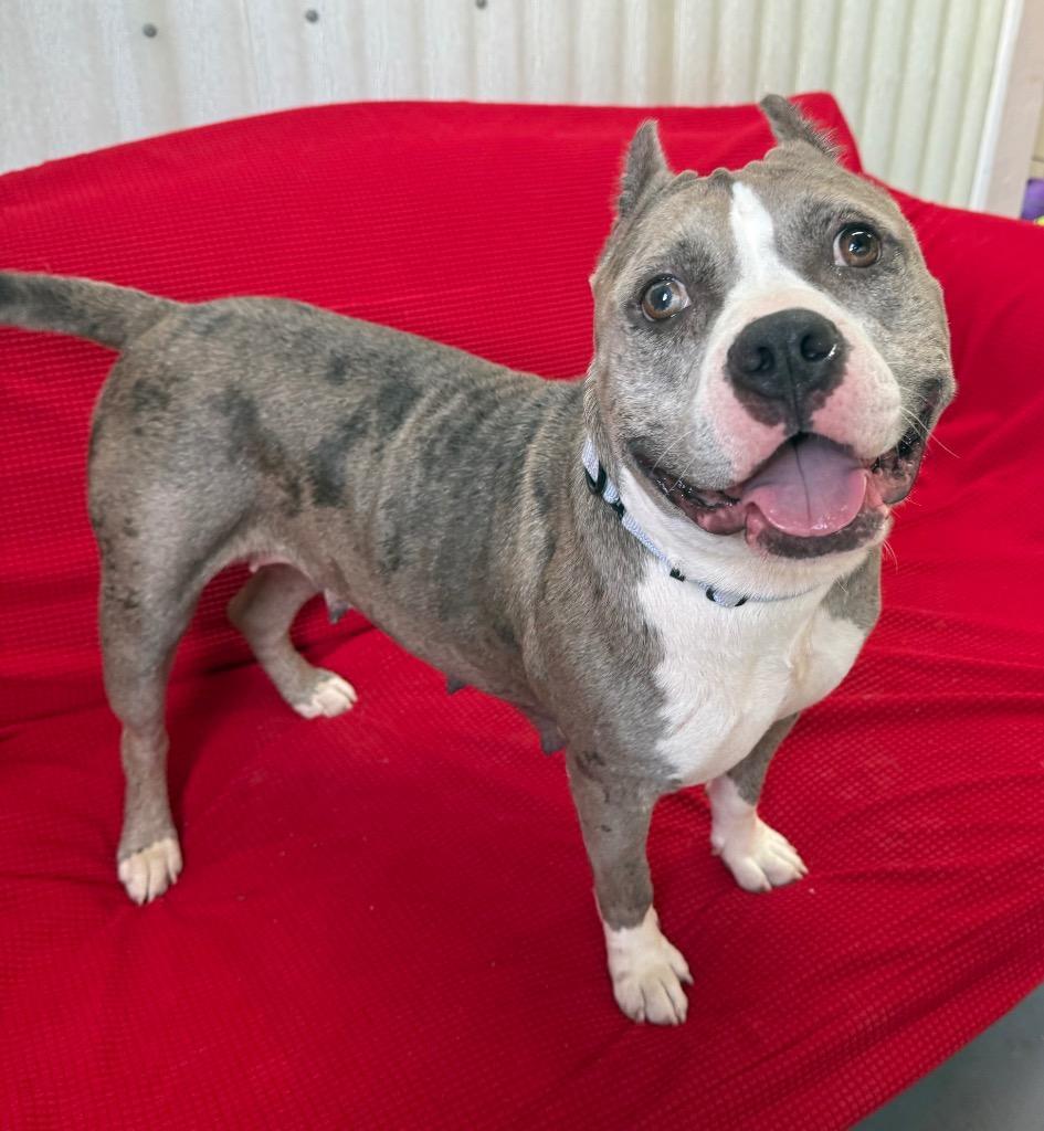 Scrumpdillyumptious "dilly