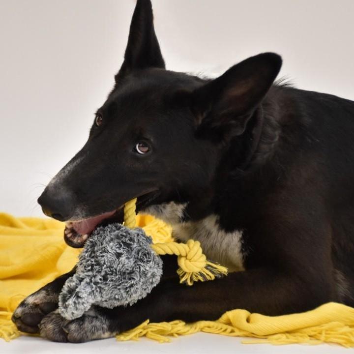 An adult extra large-sized male Black German Shepherd Dog dog named Hardy for adoption in Wharton, TX