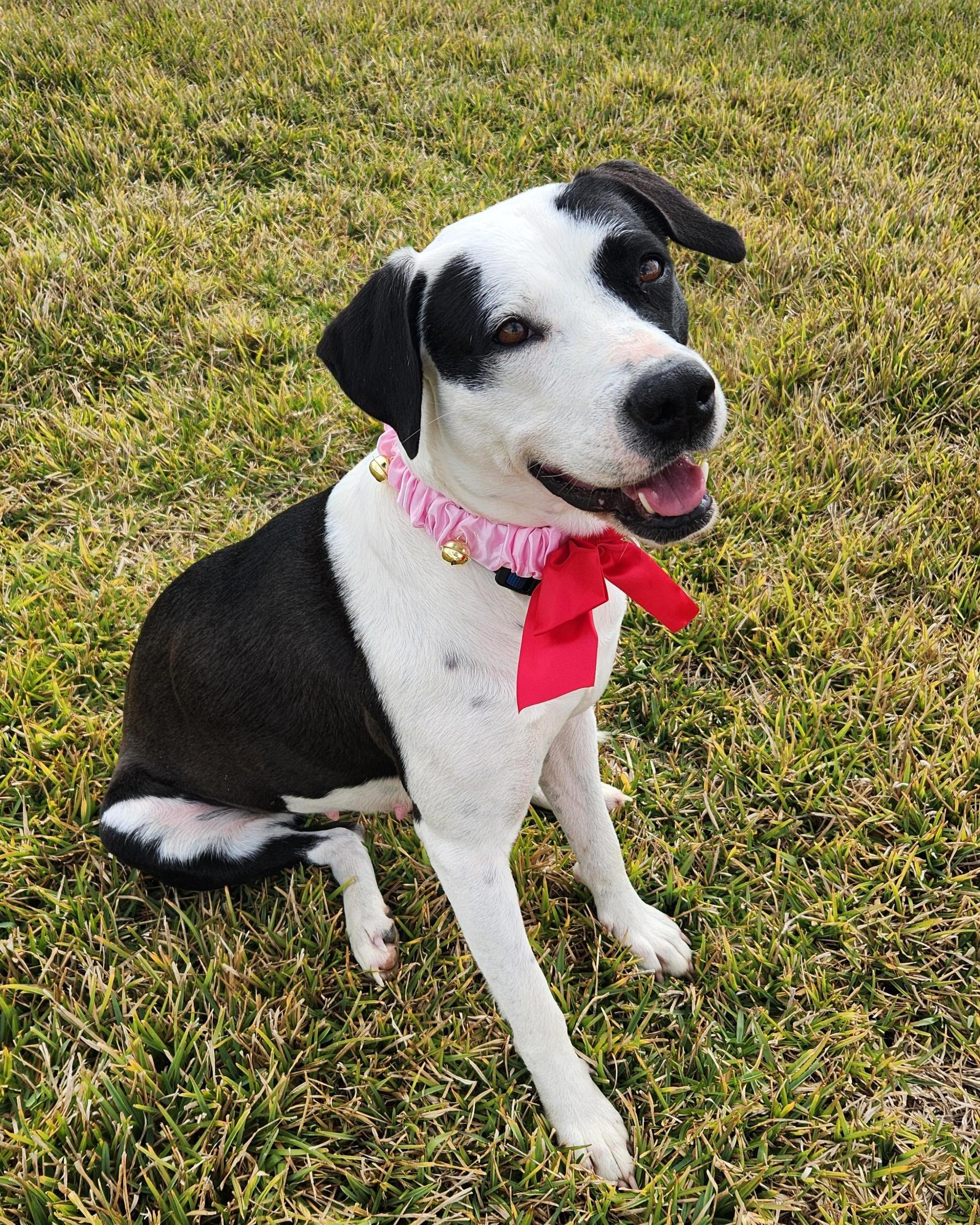 A young medium-sized female Black Terrier dog named Chloe for adoption in Magnolia, TX